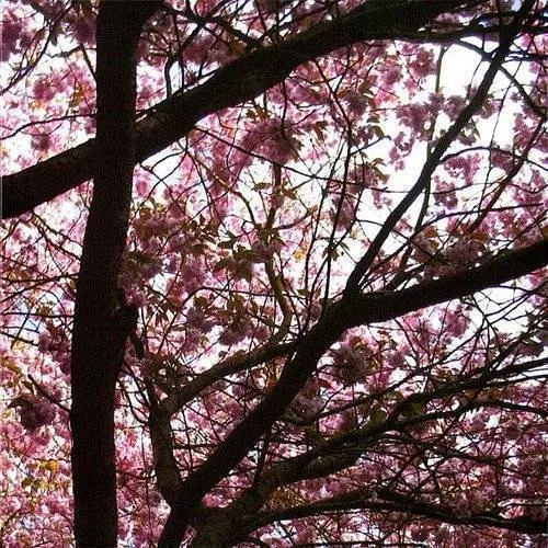 Hypnagogue