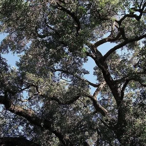 Charles Manson - Trees