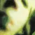 Pisces Iscariot