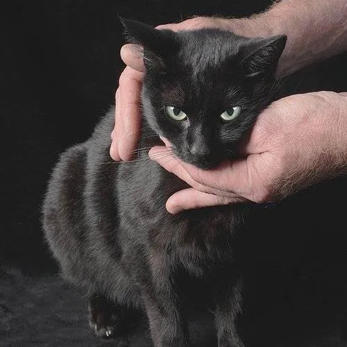Peter Kernel - White Death &amp; Black Heart