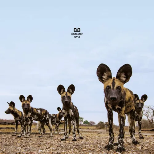 Balthazar - Fever vinyl record cover
