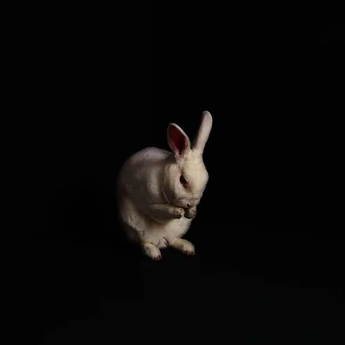 Rabbits