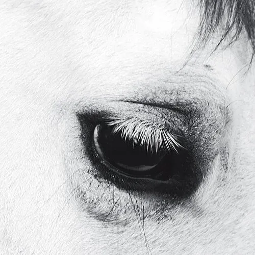Creepoid - Horse Heaven vinyl record cover