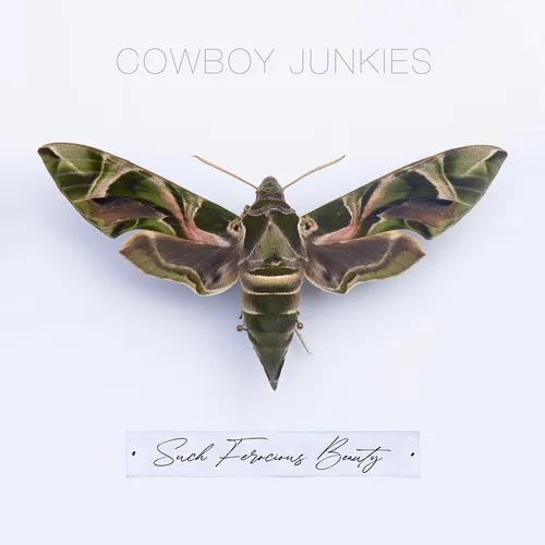 Cowboy Junkies - Such Ferocious Beauty [Colored Vinyl] (Ofgv) (Tan) (Aus)