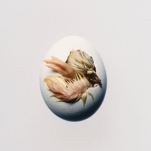 Shygirl - SWALLOW!