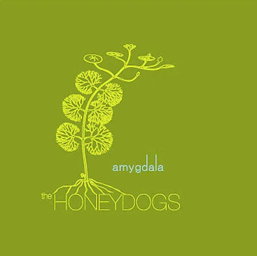 Amygdala