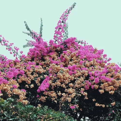 Jay Som - Turn Into vinyl record cover