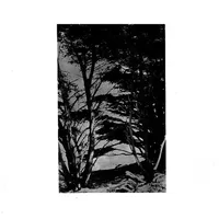 Gentle Wilderness