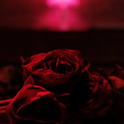Paper Kites - Roses (Mod) vinyl record cover