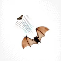 Echolocation