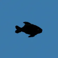 Oxis 8
